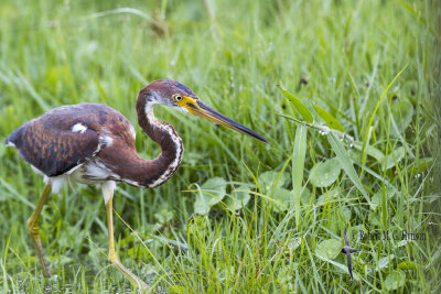 Tricoloured Heron