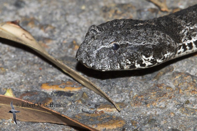 Death Adder 