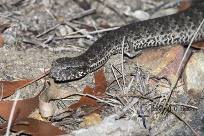 Death Adder 