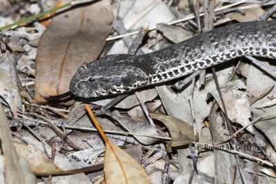 Death Adder 