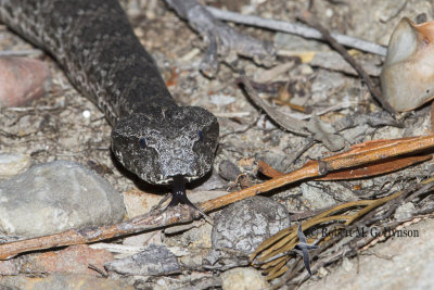 Death Adder 