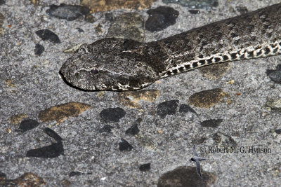 Death Adder