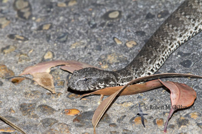 Death Adder 