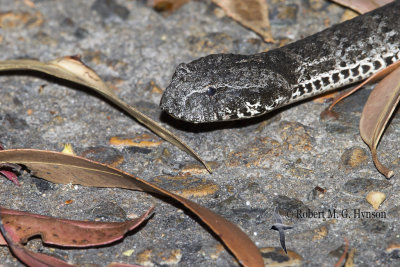 Death Adder 
