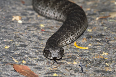 Death Adder