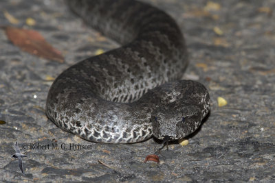 Death Adder 