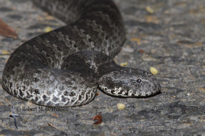 Death Adder