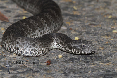 Death Adder 