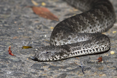 Death Adder