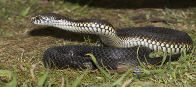 Highlands Copperhead - Austrelaps Ramsayi 
