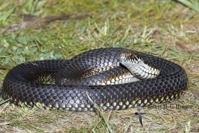Highlands Copperhead - Austrelaps Ramsayi 