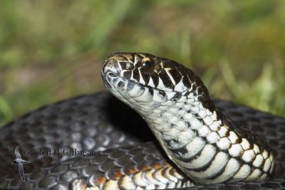Highlands Copperhead - Austrelaps Ramsayi 