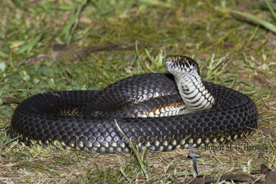 Highlands Copperhead - Austrelaps Ramsayi 