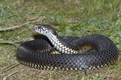 Highlands Copperhead - Austrelaps Ramsayi 