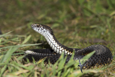 Highlands Copperhead - Austrelaps Ramsayi 
