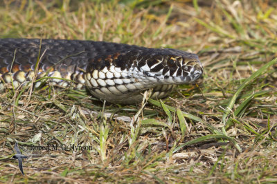 Highlands Copperhead - Austrelaps Ramsayi 