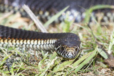 Highlands Copperhead - Austrelaps Ramsayi 