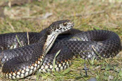 Highlands Copperhead - Austrelaps Ramsayi 