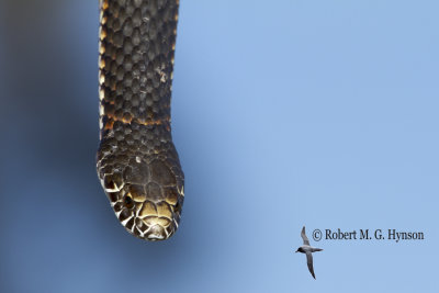 Highlands Copperhead - Austrelaps Ramsayi 