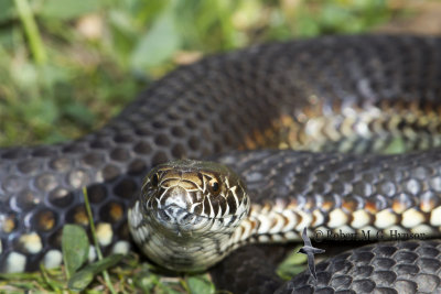 Highlands Copperhead - Austrelaps Ramsayi 