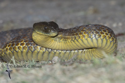 Tiger Snake - Notechis scutatus 