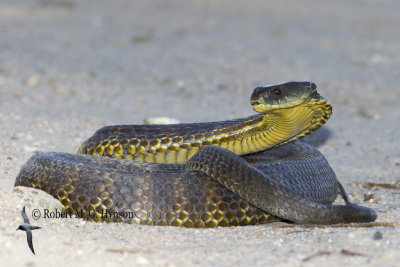 Tiger Snake - Notechis scutatus 