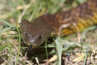Tiger Snake - Notechis scutatus 