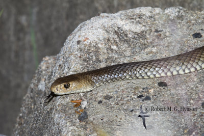 Eastern Brown Snake - Pseudonaja textilis