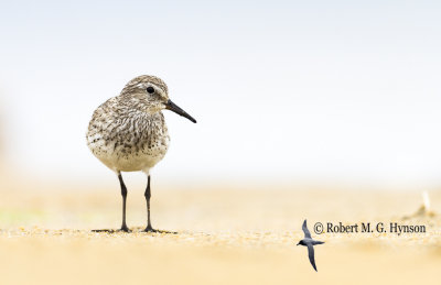 White-rumped Sandpiper