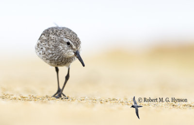 White-rumped Sandpiper