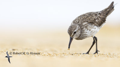 White-rumped Sandpiper