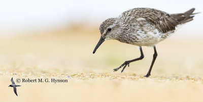 White-rumped Sandpiper