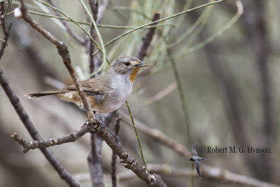 Redthroat