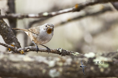 Redthroat
