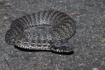 Death Adder 