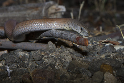 Common Scaly-Foot