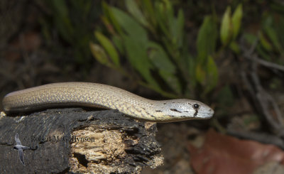Common Scaly-Foot