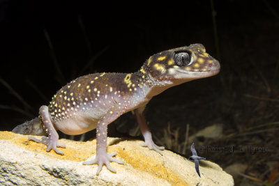 Thick-tailed Gecko - Underwoodisaurus milii