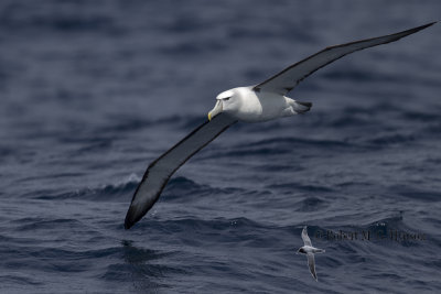 Shy Albatross