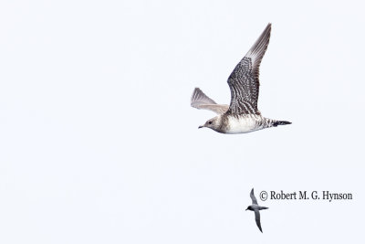 Long-tailed Jaeger