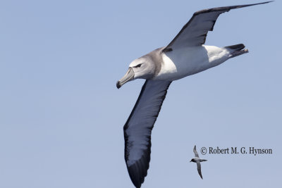 Shy Albatross
