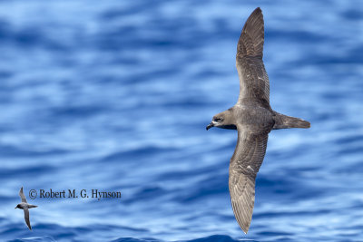 Providence Petrel