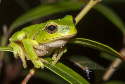 green stream frog
