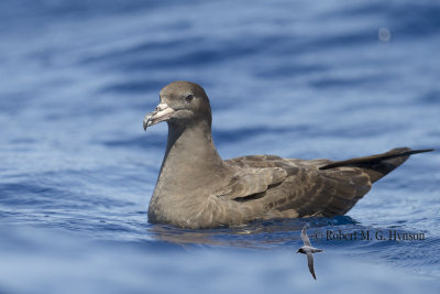 Flesh-footed Shearwater