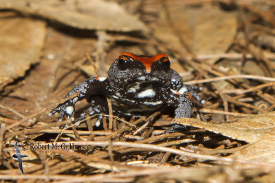   Red-crowned Toadlet 