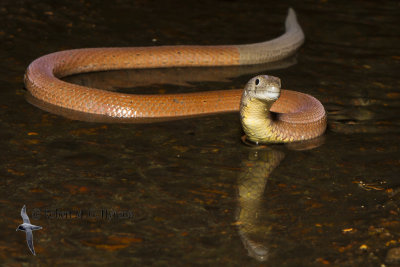 Common Scaly-Foot