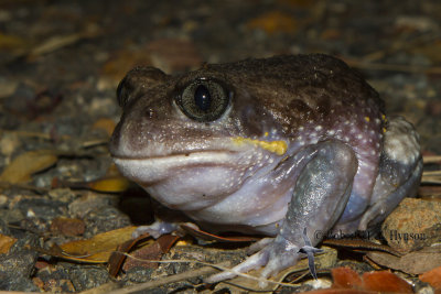 giant_burrowing_frog