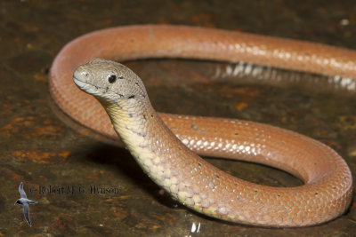 Common Scaly-Foot