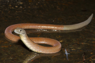 Common Scaly-Foot
