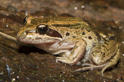 Striped Marsh Frog